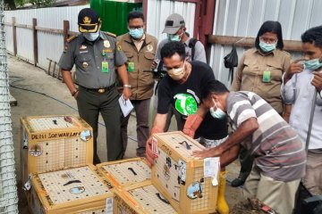 45 ekor unggas ditranslokasikan ke Balai KSDA Maluku