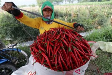 Kementan: Bisnis komoditas hortikultura masih menjanjikan