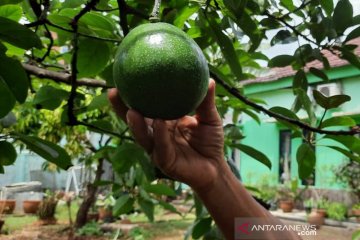 Panen hasil budidaya tanaman di Pasar Minggu