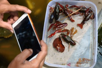 Peluang budidaya lobster air tawar