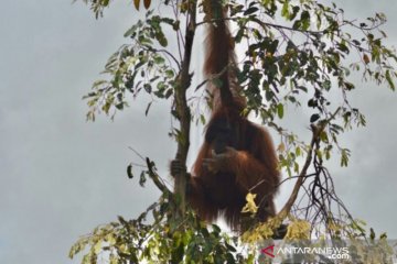 Hulu Sungai Utara pertahankan keberadaan orangutan
