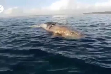 Bangkai paus sperma sepanjang 12 meter terapung di perairan Bali