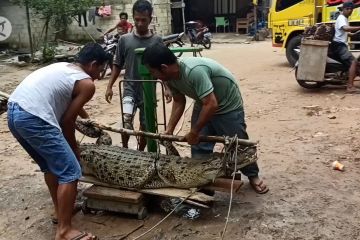 BKSDA Bangka evakuasi buaya pemangsa ternak milik warga