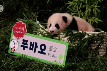 Merayakan kelahiran Fu Bao di kebun binatang Korea Selatan