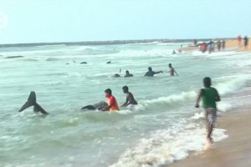 Warga Sri Lanka abaikan jam malam demi selamatkan paus terdampar