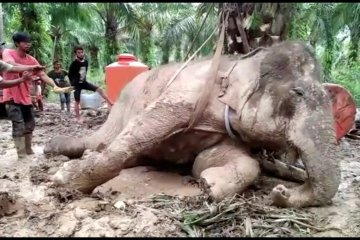 Gajah Sumatera berusia 50 tahun mati di PLG Sebanga