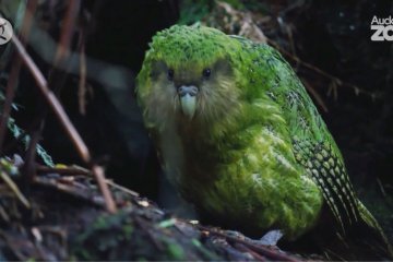 Kakapo sabet gelar Bird of the Year Selandia Baru untuk kali kedua