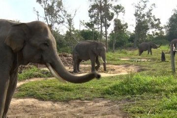 Menjaga populasi gajah sumatera di Riau dari ancaman konflik