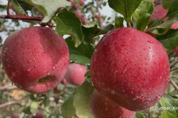 Para petani sambut panen besar apel di Xinjiang, China