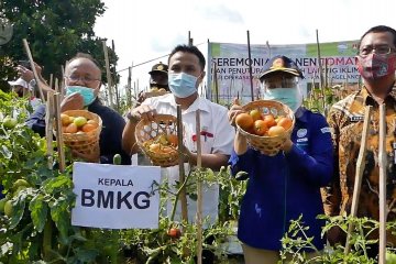 Pemahaman cuaca-iklim tingkatkan produktivitas petani tomat Magelang