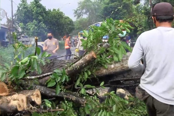 Pohon tumbang, jalur Jember - Surabaya macet 