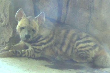 Pertama di Indonesia, Bali Safari sambut kelahiran bayi Hyena 