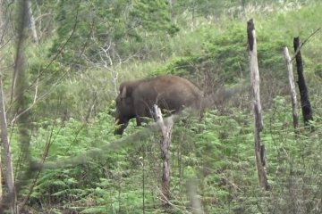 Desa Karang Ampar yang kini berdampingan dengan gajah