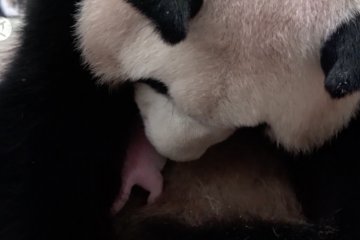 Kebun binatang Jepang sambut kelahiran bayi panda raksasa