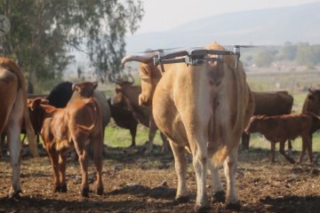 Drone bantu menggembalakan sapi di Dataran Tinggi Golan