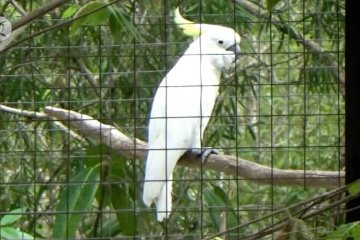 Melatih satwa mengembalikan insting berburu di Stasiun Flora-Fauna Bunder