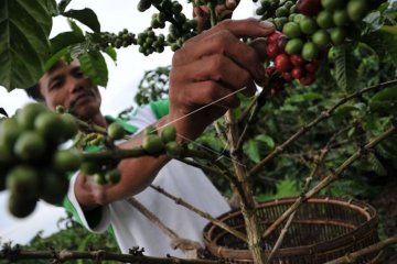 Petani keluhkan harga jual kopi di Ogan Komering Ulu rendah