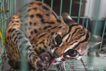 Penyelamatan Kucing Hutan