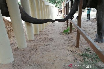 Cher senang gajah paling kesepian kini punya teman di Kamboja