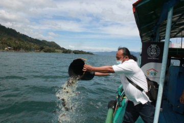 Seratus ribu benih nila ditabur di Danau Toba