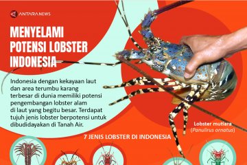 Menyelami potensi lobster Indonesia