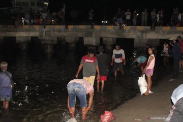 Ratusan warga ramai-ramai tangkap ikan hidup naik ke pesisir