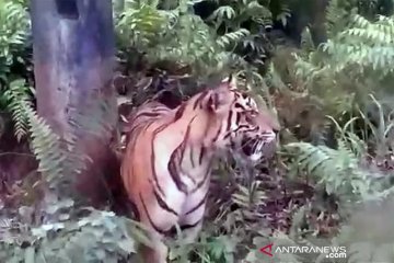 Seekor harimau masuk permukiman warga Kecamatan Danau Kembar