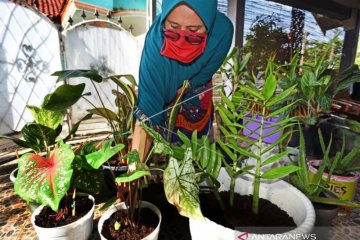 Hobi Merawat Tanaman Hias Saat Pandemi