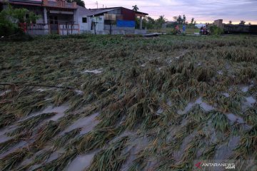 Tanaman padi rusak dampak banjir