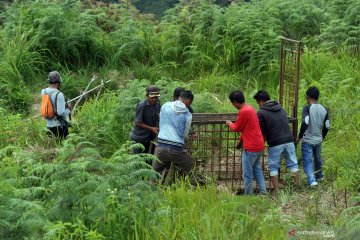 Sepekan, lepas liar harimau sumatera hingga kebun urban organik