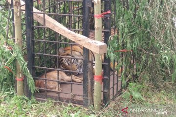 Diamankan BKSDA, dua harimau berkeliaran di permukiman warga Solok