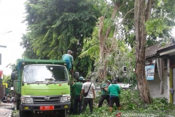 DLHK Denpasar lakukan pangkas pohon perindang saat musim hujan