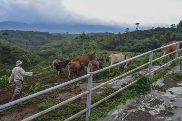 LIPI: Omics dukung peningkatan kualitas dan produksi hewan ternak