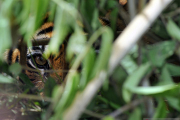 Masyarakat Solok Selatan resah dengan kehadiran tiga ekor harimau