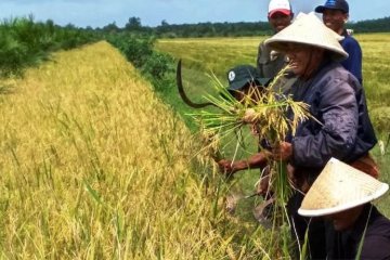 Persediaan beras di Sumsel cukup untuk tiga bulan ke depan