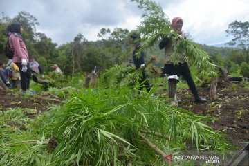 Musnahkan tanaman ganja di Gunung Seulawah