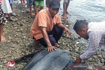 Nelayan Alor selamatkan penyu langka terdampar di pantai