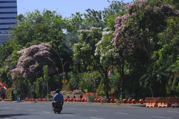 Ruang terbuka hijau di Surabaya capai 21,99 persen