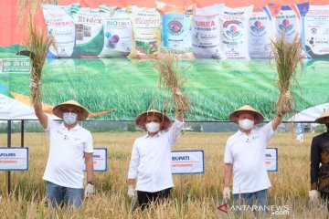 Agro Solution Pupuk Kaltim tingkatkan produktivitas hingga 76 persen