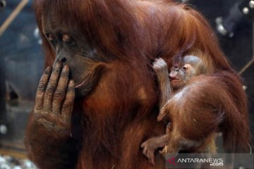 Bayi Orangutan Sumatera lahir di Belgia