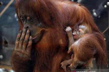 Orangutan yang terancam punah lahir di KB New Orleans