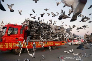 Menilik tradisi balapan burung merpati di China
