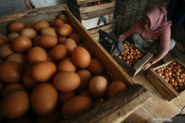 Harga telur ayam ras naik