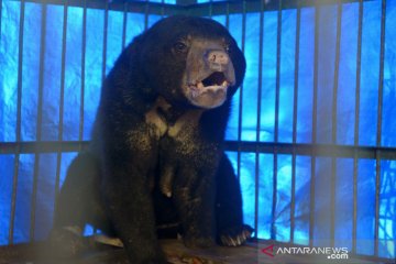 Penyelamatan beruang madu yang terkena jerat di Aceh