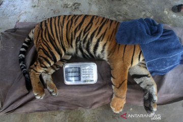 Pemeriksaan kesehatan Harimau Sumatera sebelum dilepasliarkan