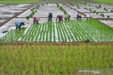 BPS: Nilai Tukar Petani turun, dipicu merosotnya harga tanaman pangan