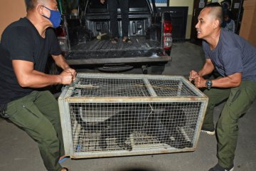 Macan tutul ditangkap karena masuk perkampungan