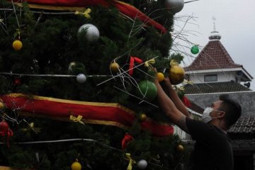 Menghias pohon cemara