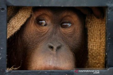 Orangutan yang diamankan dari perbatasan Thailand-Malaysia dikembalikan ke Indonesia
