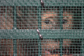 Orangutan yang dipulangkan dari Malaysia masih jalani rehabilitasi